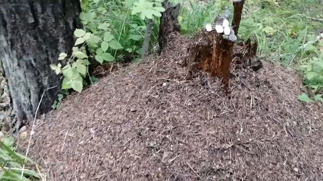 Сахар в муравейнике. Сколько съели муравьи спустя неделю. смотреть онлайн