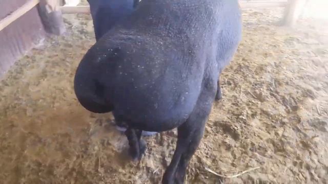 Арашан💁♂️Кочкор тумшук, горбоносый, чёрный сынака смотреть онлайн
