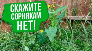 Самый эффективный способ борьбы с сорняками!
