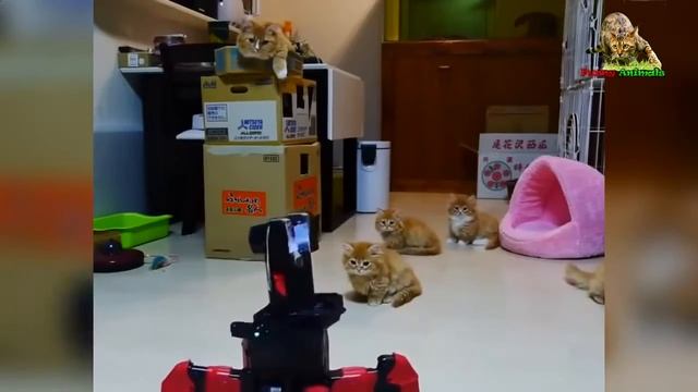 ПРИКОЛЫ Смешные коты! Подборка, Funny cats, веселые коты, кошки, котята #fanimals смотреть онлайн