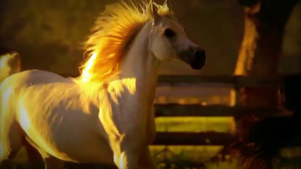 Лидолия Никитина - "Удача". Читает Владислав Витковский смотреть онлайн