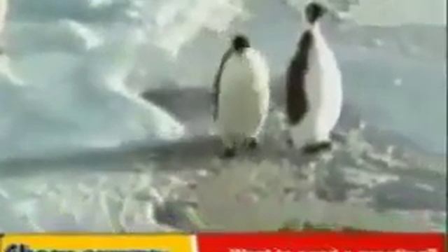 Очень смешные пингвины.Попробуй не рассмеяться смотреть онлайн