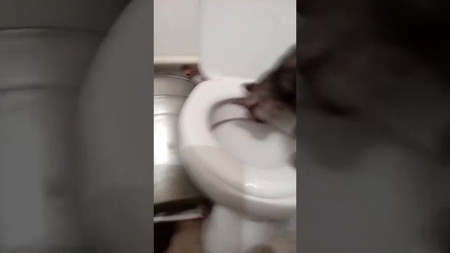 Кот на унитазе !!!! Прикол смотреть онлайн