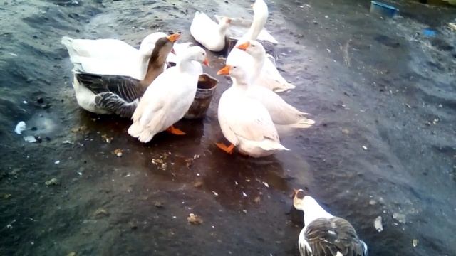 гуси на льду