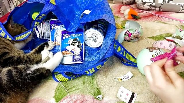 КОТ ТИГРА | РАCПАКОВКА LOL КУКЛА ОРИГИНАЛ | ЧТО КУПИЛИ В МАГАЗИНЕ 7+ смотреть онлайн