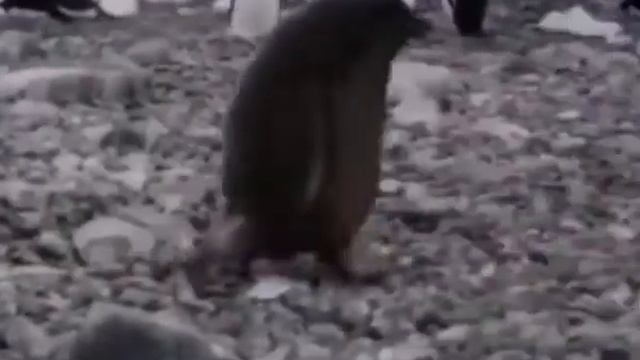 Мне щас звонил Дед Мороз 🤔 смотреть онлайн