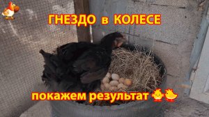 Гнездо для наседки в колесе и результат высиживания цыплят 🐥🐤❣️