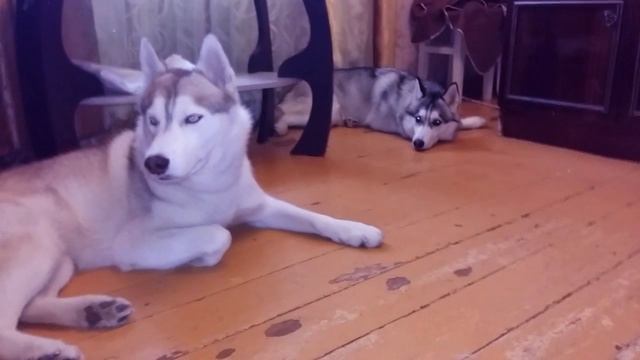 Дуэт поющих Хаски, Прикол \ The Duo Singing Husky Joke