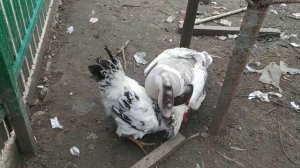 Бой.Гусак против Петуха