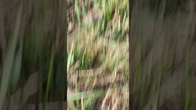 расследование в лесополосе