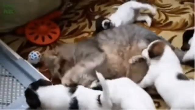 приколы с животными 2022/смешные животные/приколы с котами/и другими животными. смотреть онлайн