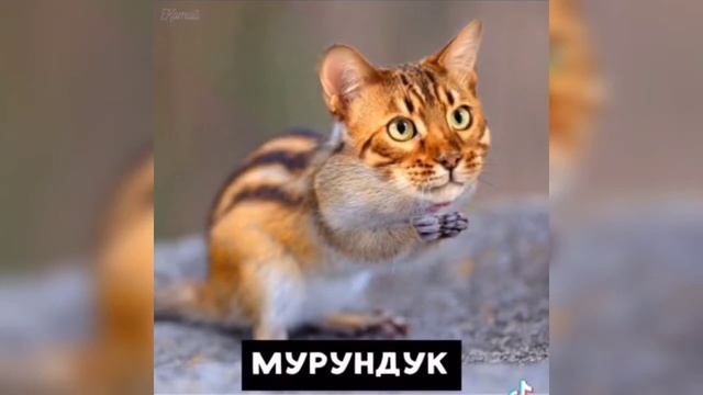 Мемы про котиков (#11) Занимательная биология смотреть онлайн
