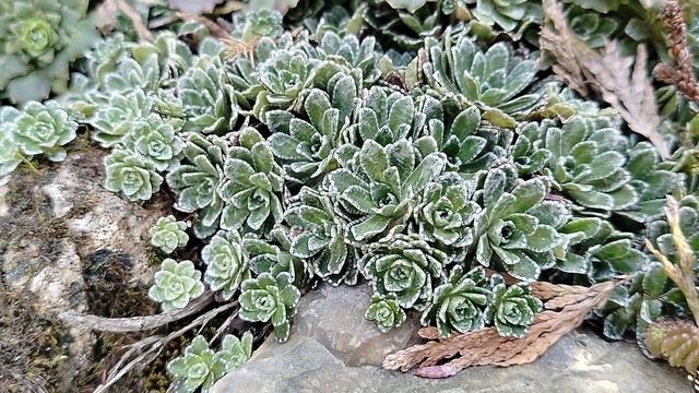 Каменная горка после зимы, почвопокровники апрель 2025 смотреть онлайн