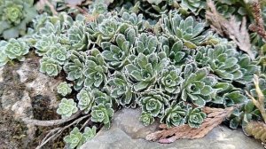 Каменная горка после зимы, почвопокровники апрель 2025