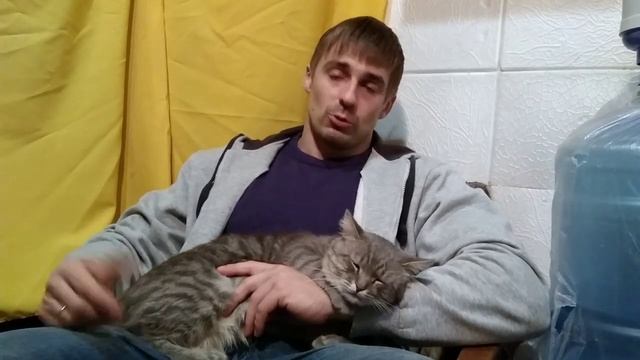 Невероятный спортзальный кот смотреть онлайн