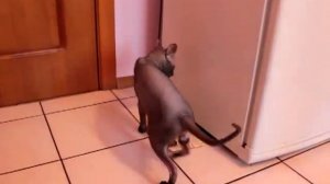 Кот Сфинкс разговаривает