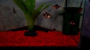 Как мы какаем HD