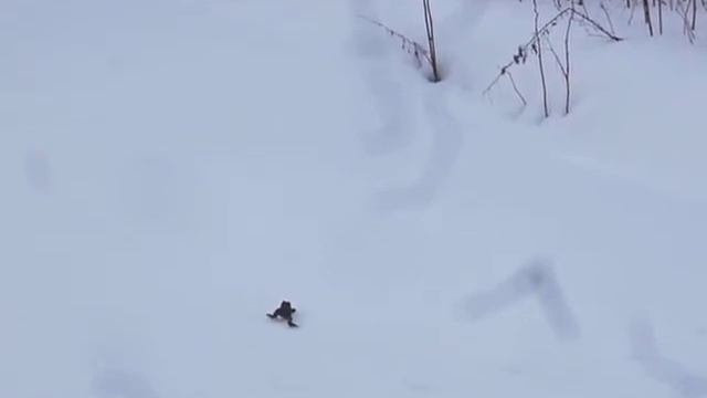 Февральская лягушка смотреть онлайн