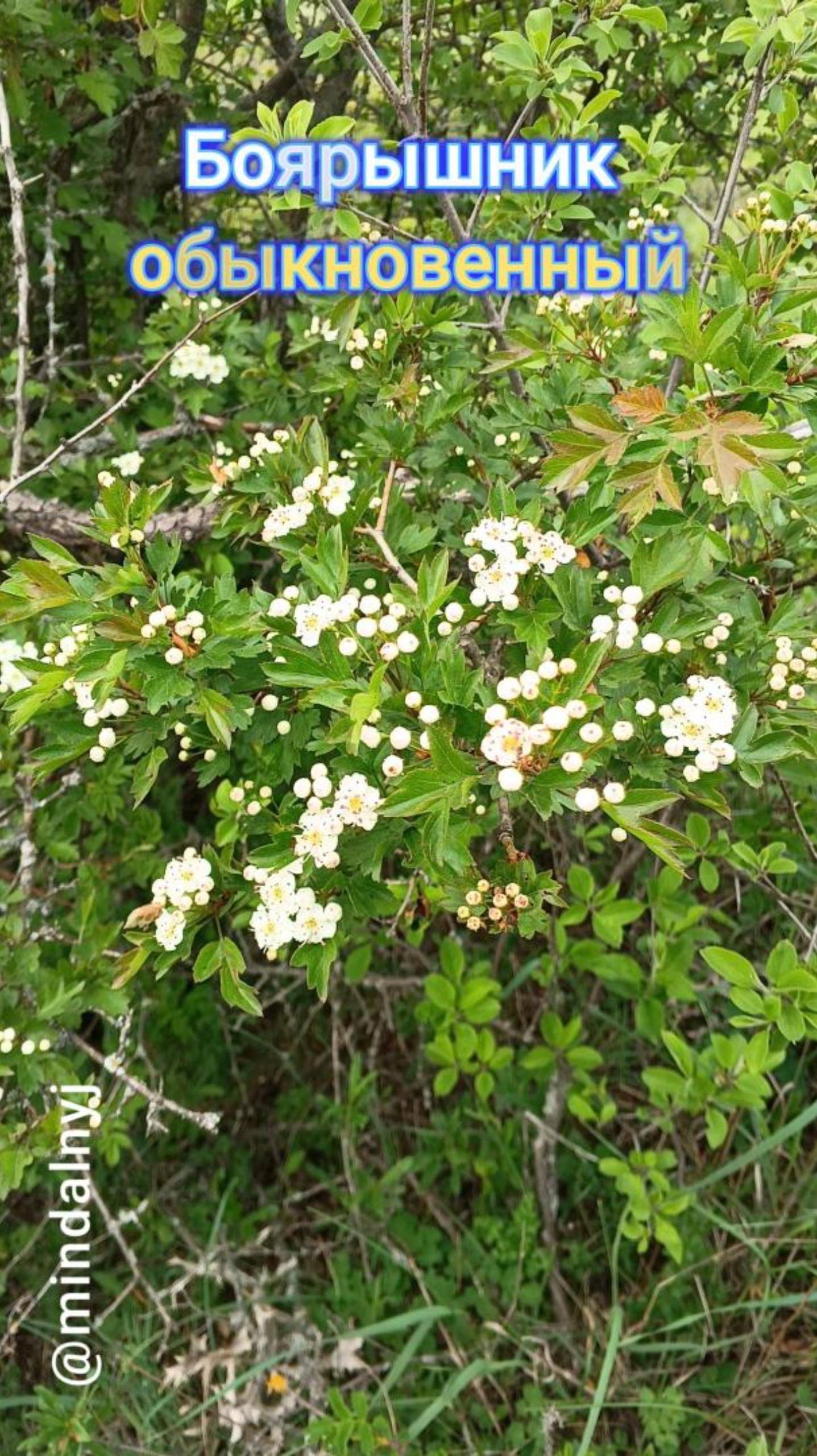 Боярышник обыкновенный смотреть онлайн
