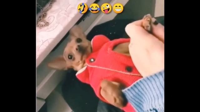 смешные котики смех до слез ...funnycats ..happypets смотреть онлайн