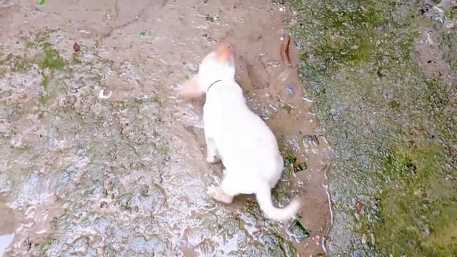 Cute Puppy Is Love To Play In Mud🙄🙄🙄 Watch Atleast Once...