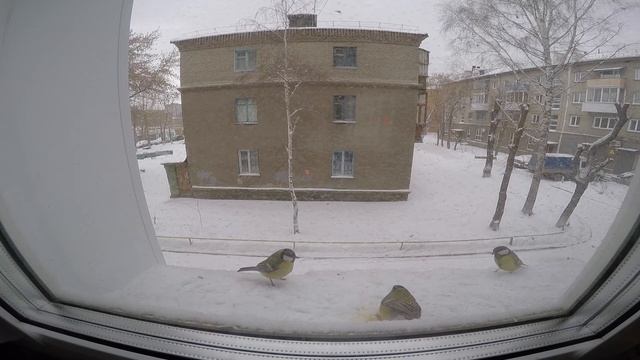 Птички смотреть онлайн