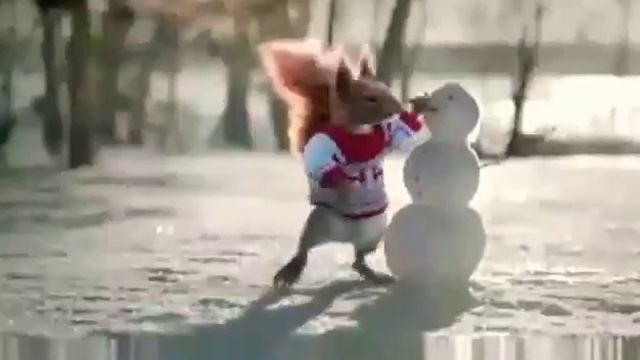 Прикольные белки смотреть онлайн