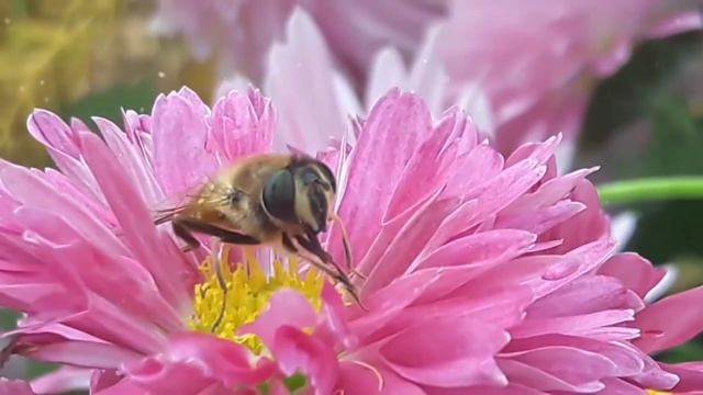 медовый край