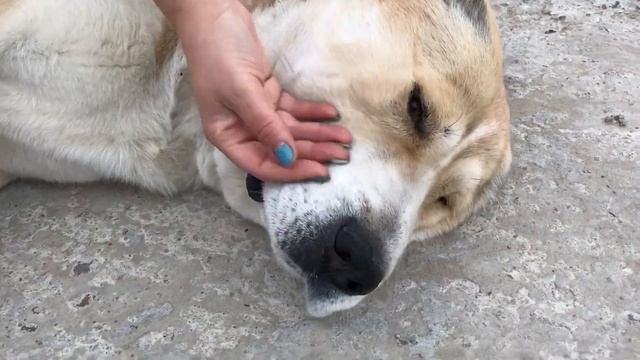 СОБАКА ЧИХАЕТ!  СМЕШНОЙ МОМЕНТ! ПРИКОЛ