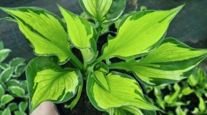 Хосты ! Как они хороши !!! Предложение на май 2025 г