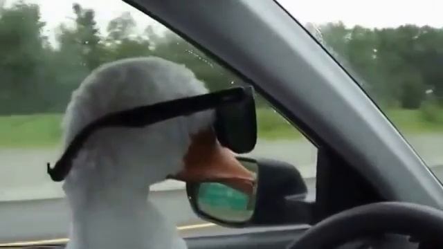 Приколы гусь угонщик😂😂 смотреть онлайн
