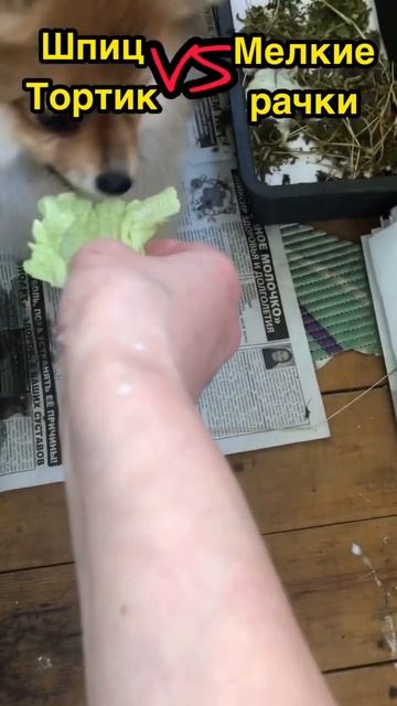 Шпиц Тортик решил,что надо делиться🪱Spitz Cake Decided That It Was Necessary To Share/ Сказали Шпиц