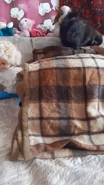 Тигровый шпиц-мишка