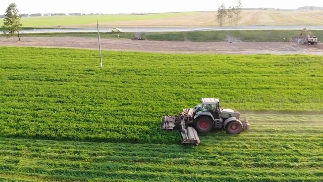 Трактор FENDT косит люцерну.