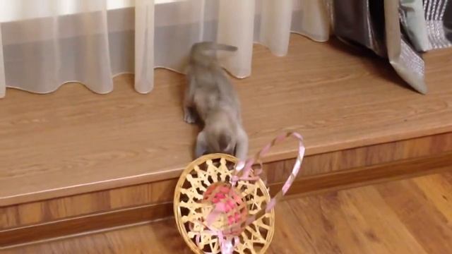 Издевательства над кроликом смотреть онлайн