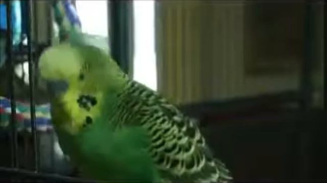 Смешной попугай забавно разговаривает/Funny parrot funny talking смотреть онлайн
