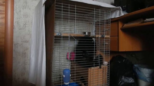 Кошка живет в клетке смотреть онлайн