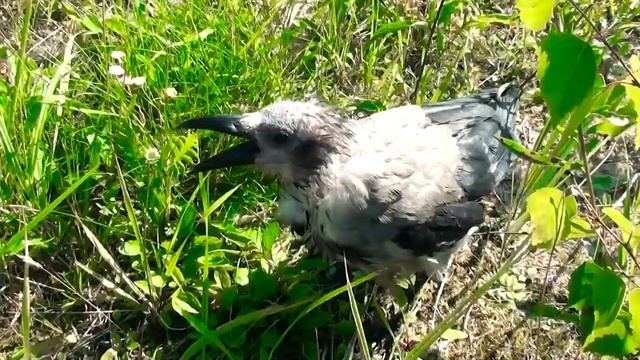 Ворона Капля, чайка Чуи и собака Марта на прогулке смотреть онлайн
