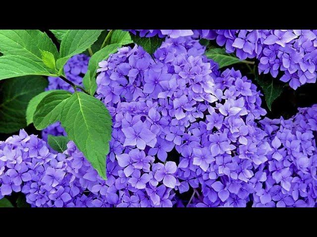 Роберт Рождественский - Знаешь. Читает Владислав Витковский смотреть онлайн