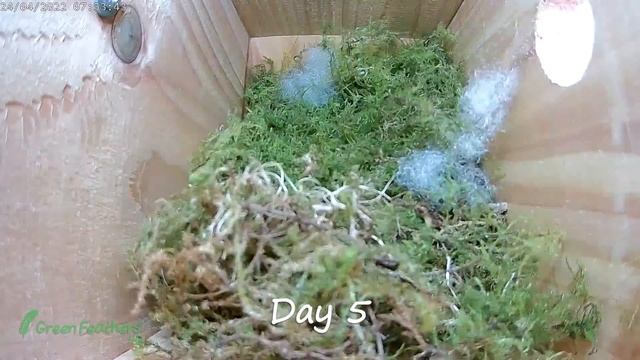 Nesting Great Tit | Wifi Bird Box Camera смотреть онлайн