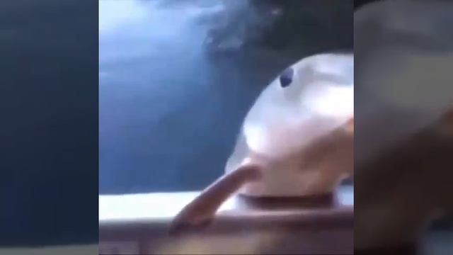 дай мне свой дискордик (фулл мем) смотреть онлайн