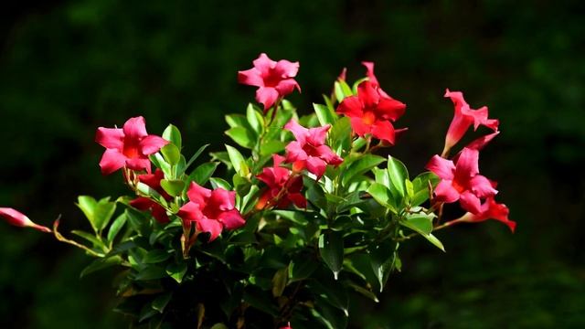 만데빌라 4K 영상 смотреть онлайн