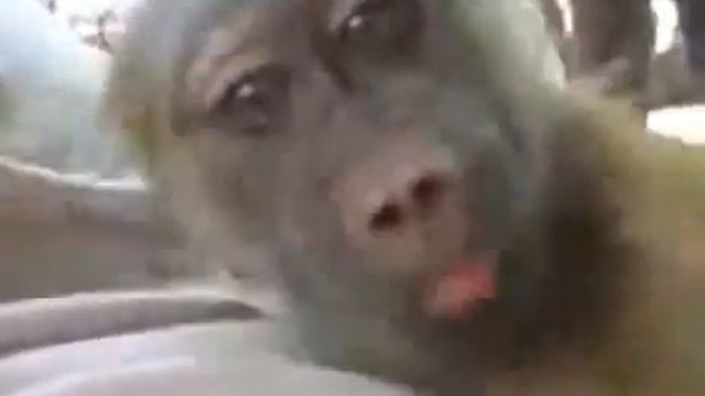 Веселая обезьянка Видео приколы с животными смотреть онлайн