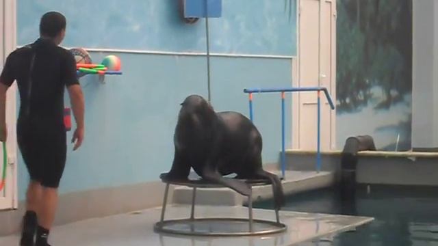 тюлень тренировка смотреть онлайн