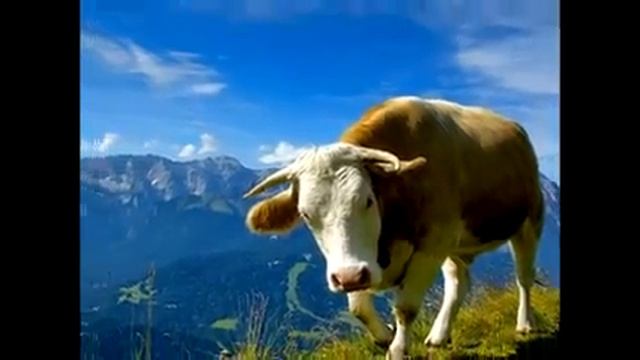 Карова фермах смотреть онлайн