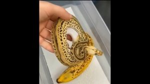 Бананчики🍌 || Оригинал мема