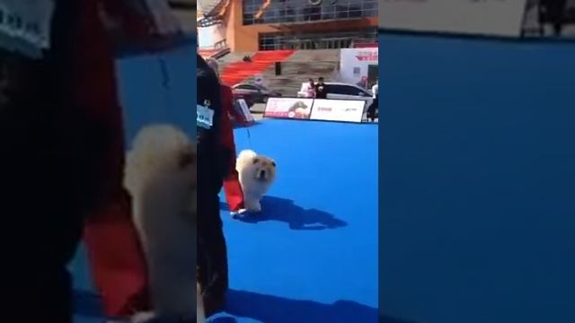 21 апреля 2016 г. смотреть онлайн