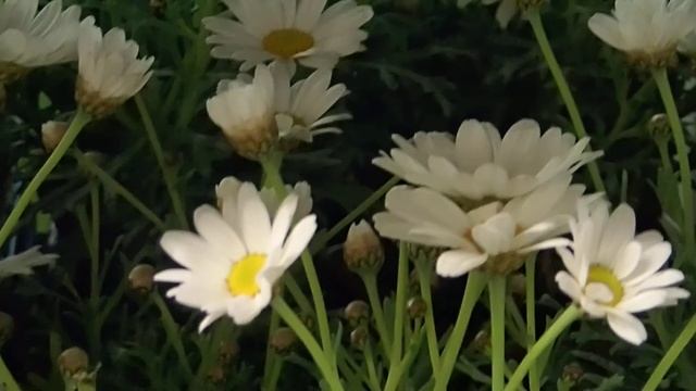 Argyranthemum frutescens смотреть онлайн