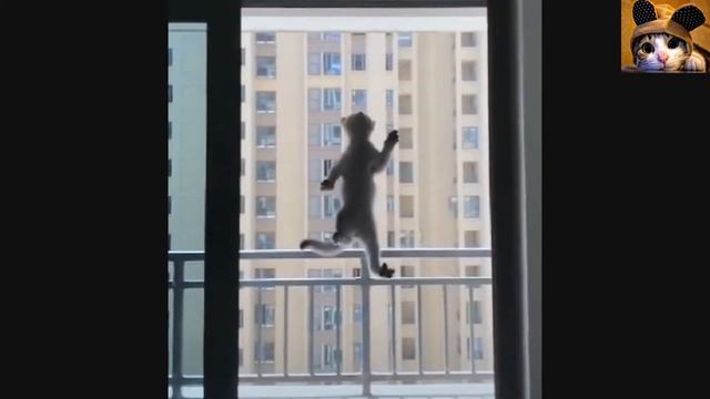 ПРИКОЛЫ С КОТАМИ●КОТИКИ ПРИКОЛЫ●ПРИКОЛЫ С ЖИВОТНЫМИ 2018●КОТЫ●СМЕШНЫЕ КОТЫ смотреть онлайн