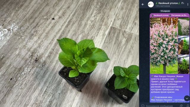 Черенки с крупнолистный гортензий - перечернковка саженцев для пышности🥳 смотреть онлайн